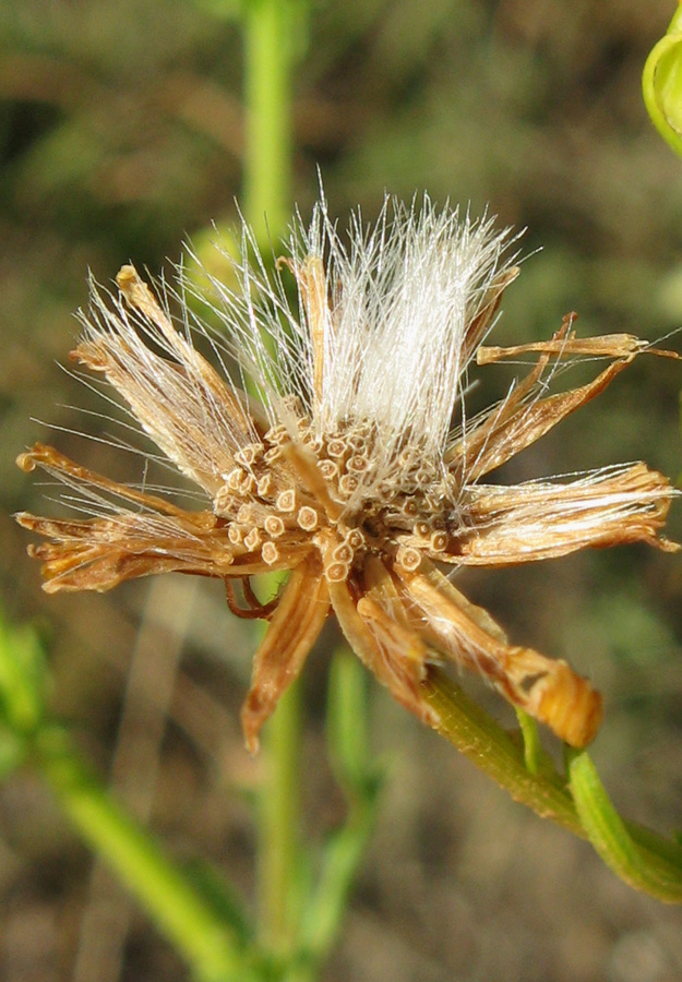 Image of Senecio jacobaea specimen.