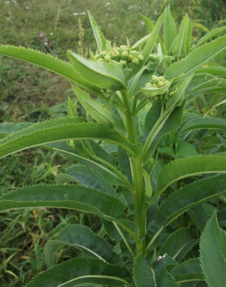 Изображение особи Senecio sarracenicus.