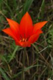 Tulipa ostrowskiana