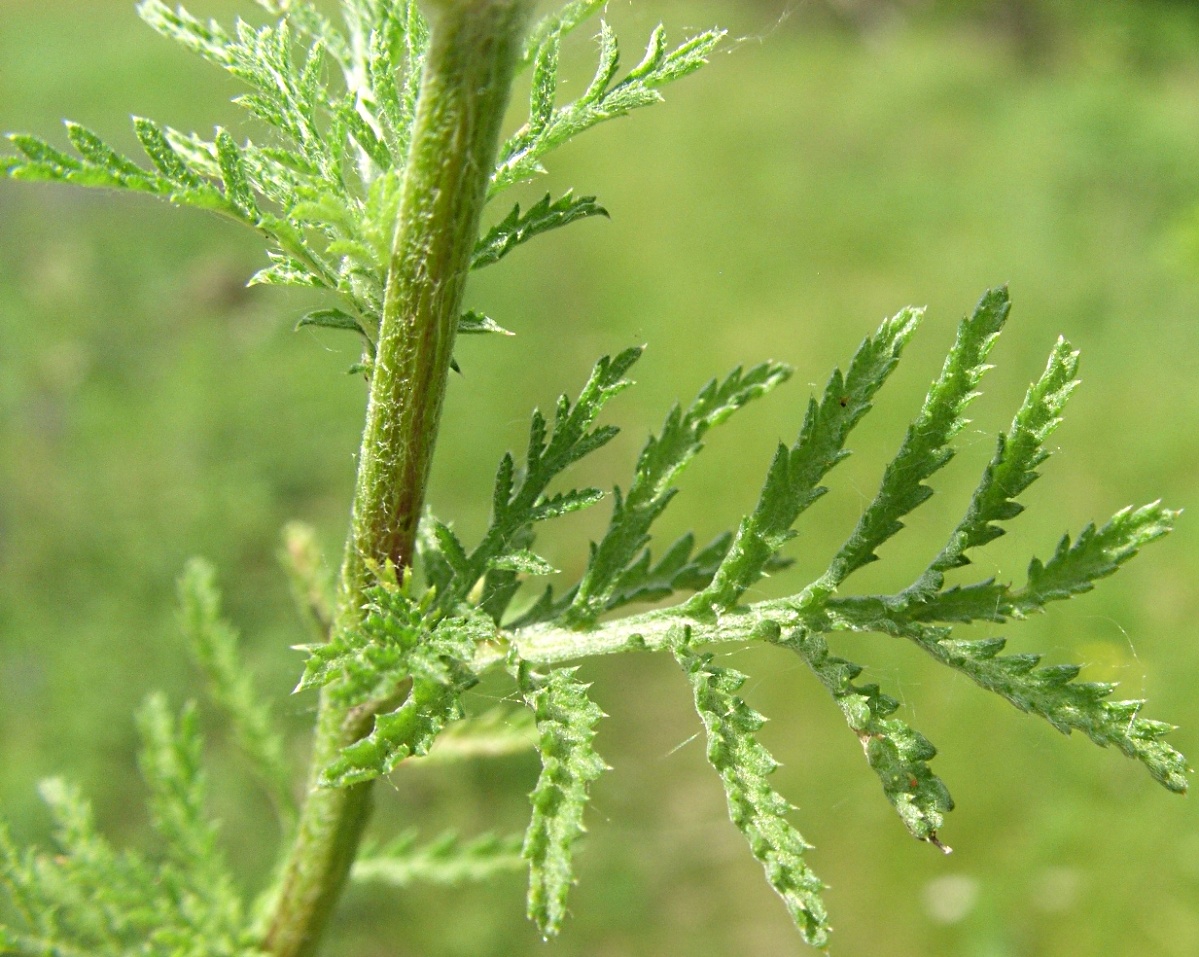 Изображение особи Anthemis tinctoria.