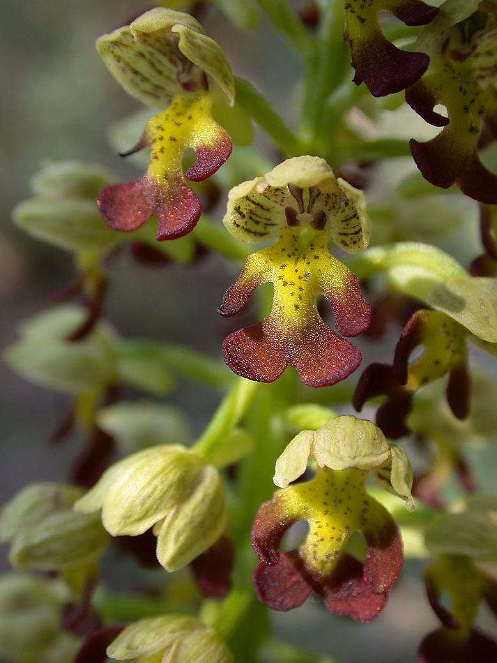 Image of Orchis punctulata specimen.