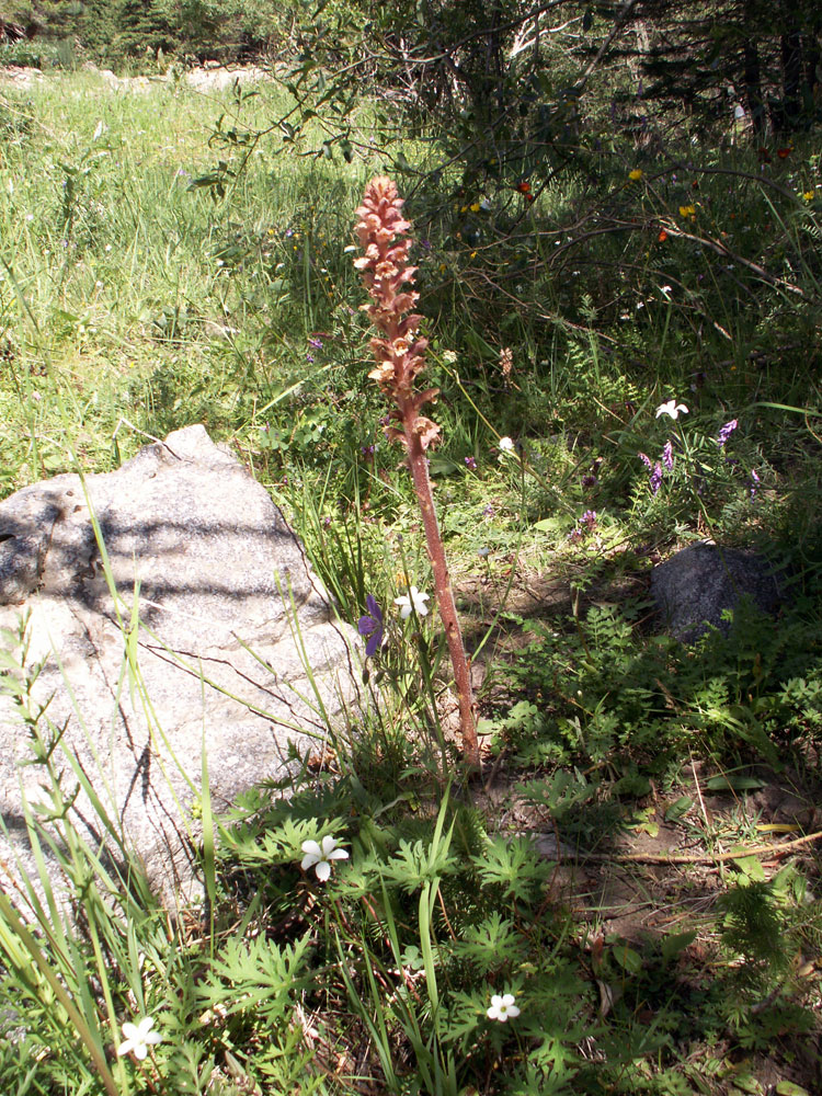 Image of Orobanche lutea specimen.