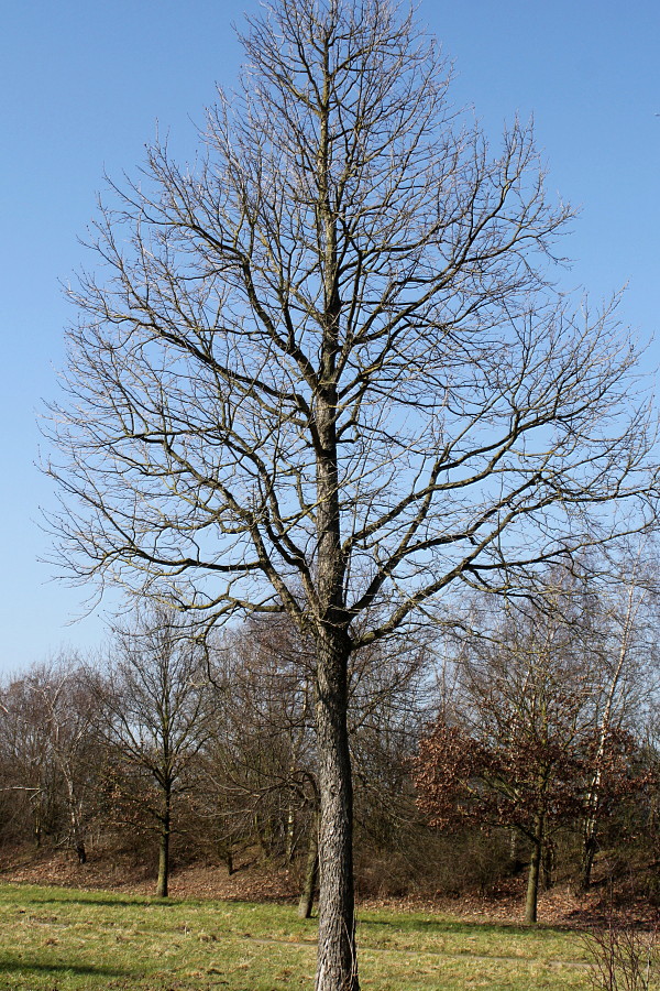 Image of Corylus colurna specimen.