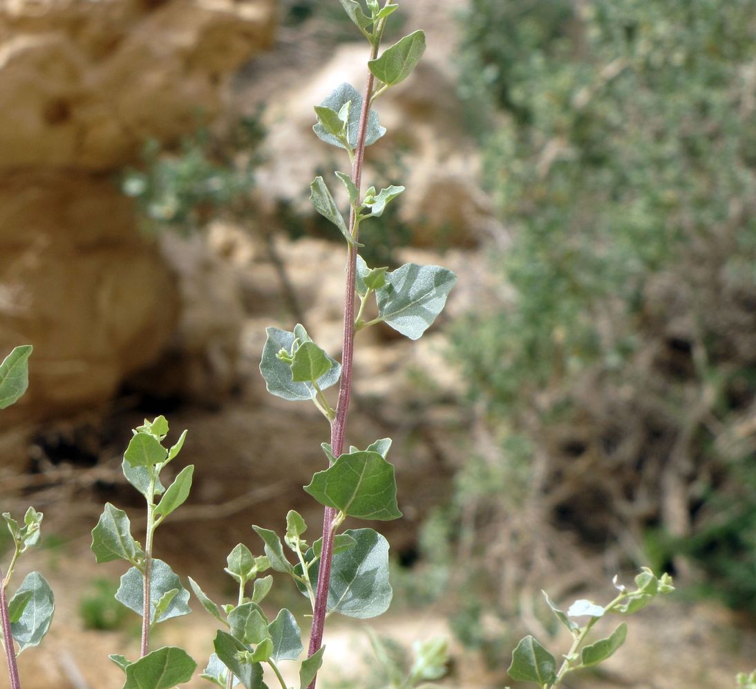 Image of Atriplex halimus specimen.