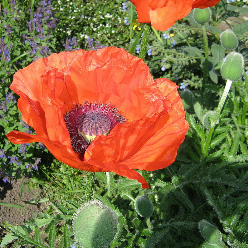 Image of Papaver setiferum specimen.