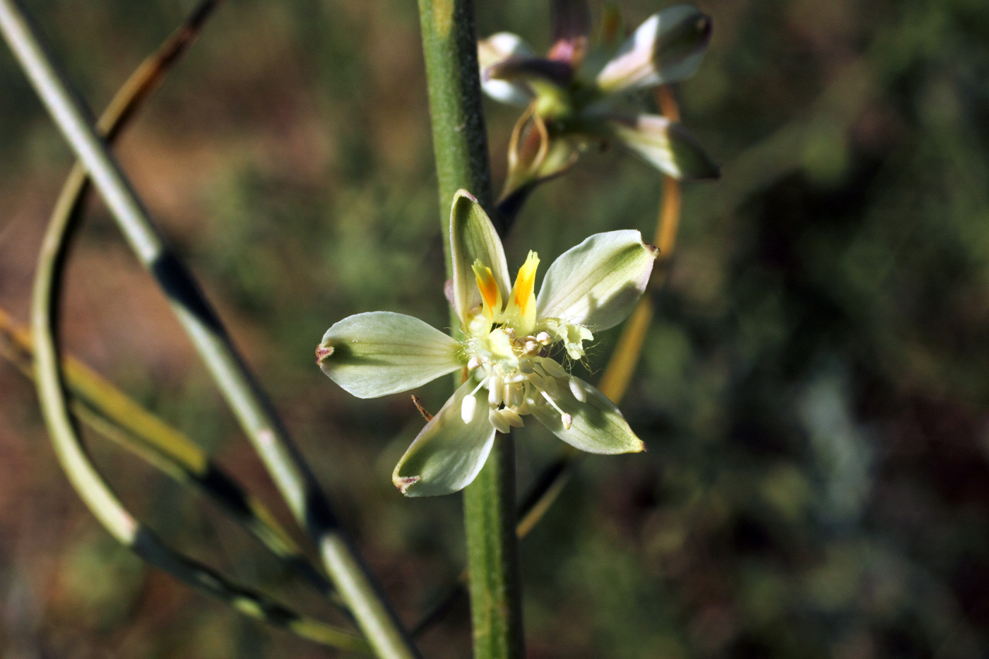 Image of Delphinium semibarbatum specimen.