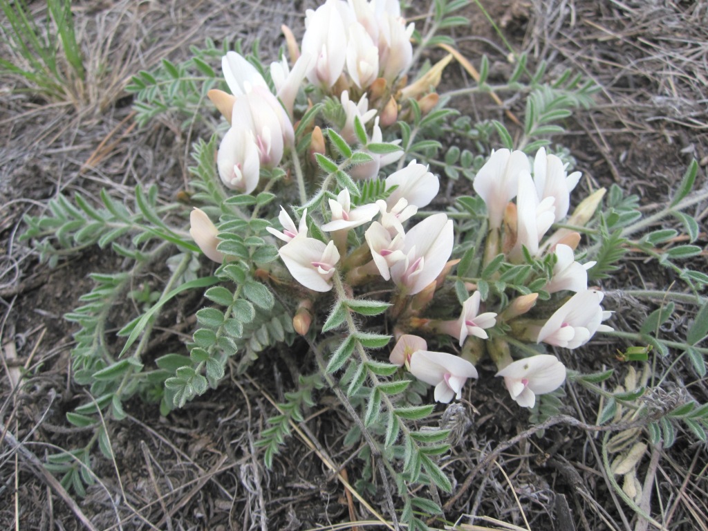 Image of Astragalus testiculatus specimen.