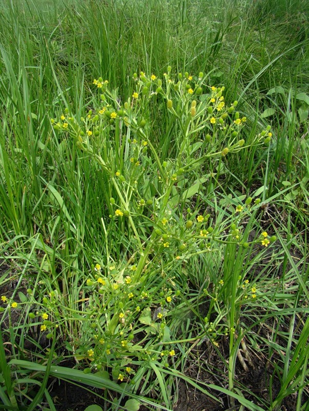 Изображение особи Ranunculus sceleratus.