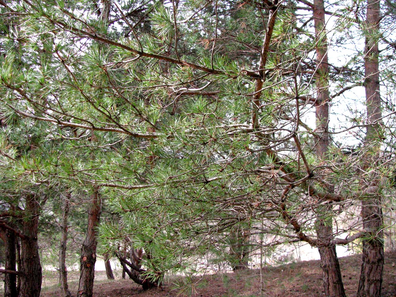 Image of Pinus contorta specimen.