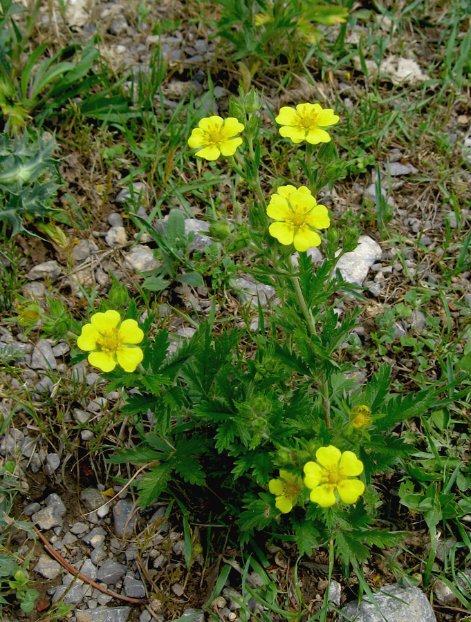 Image of genus Potentilla specimen.