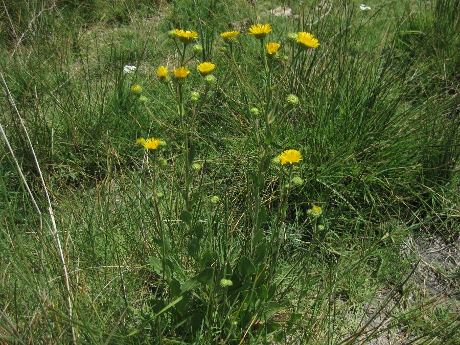 Изображение особи Inula aucheriana.