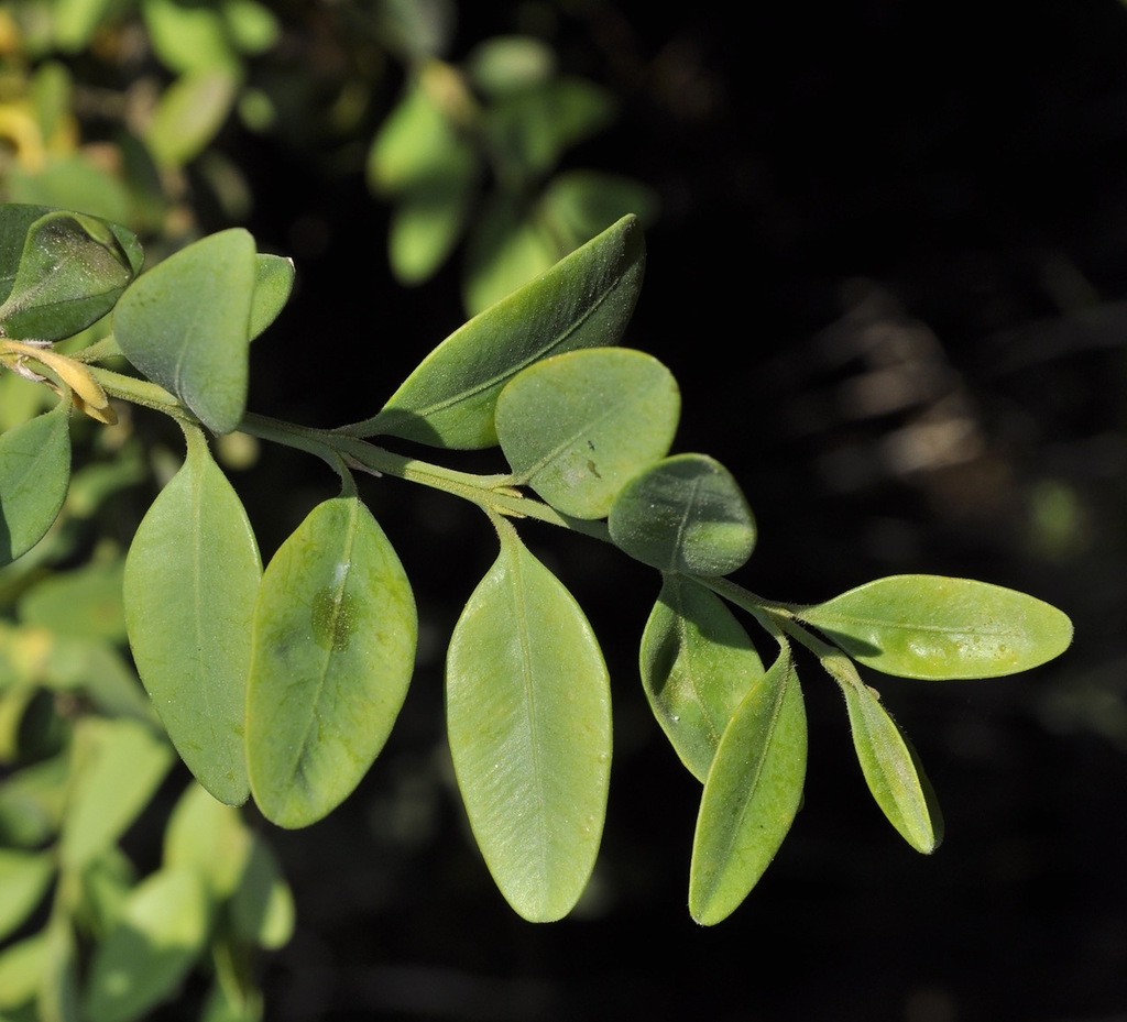 Image of Buxus sempervirens specimen.