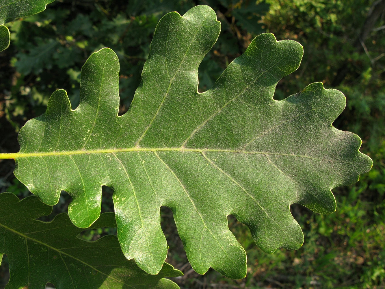 Image of Quercus pubescens specimen.