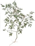 Aethusa cynapium. Цветущее растение (гербарный образец). Украина, г. Луганск, опушка леса. Средина июня.