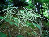 Aruncus sylvestris