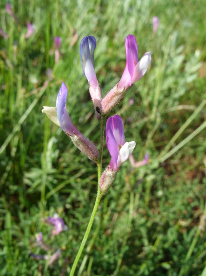 Изображение особи Astragalus macropus.