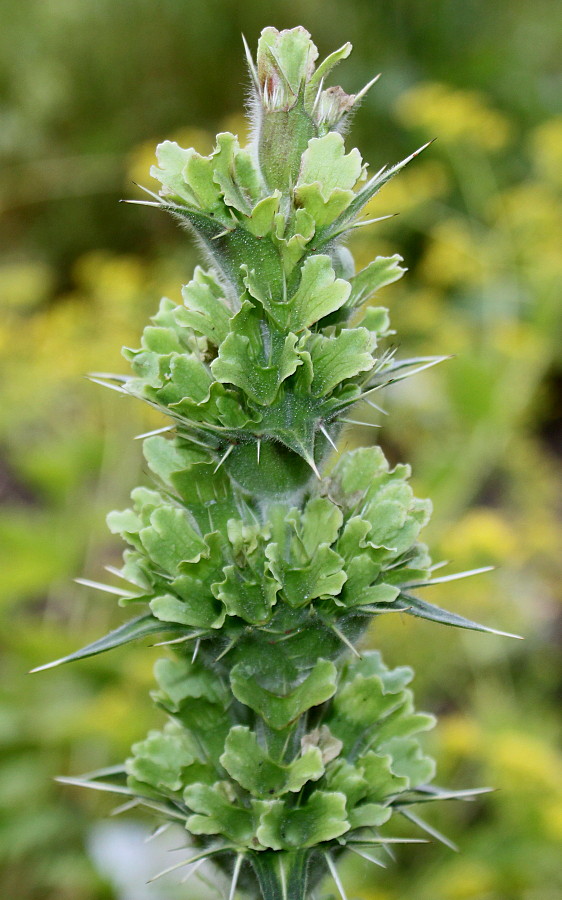 Image of Morina longifolia specimen.