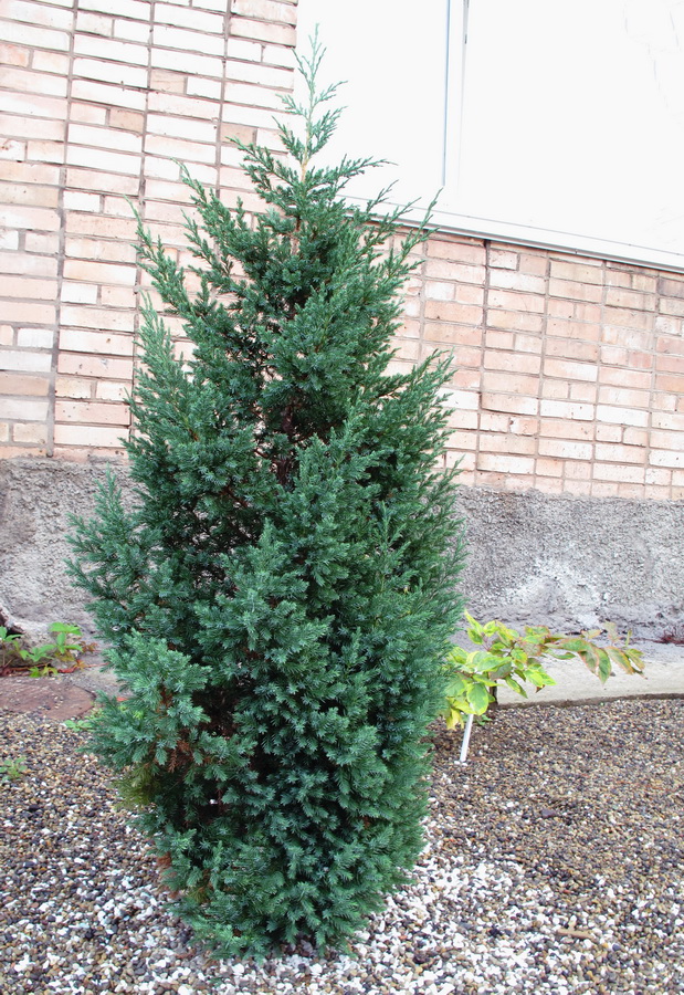 Image of Juniperus chinensis specimen.