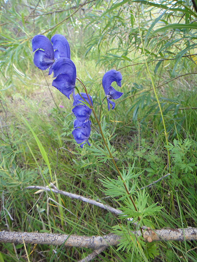 Image of Aconitum turczaninowii specimen.