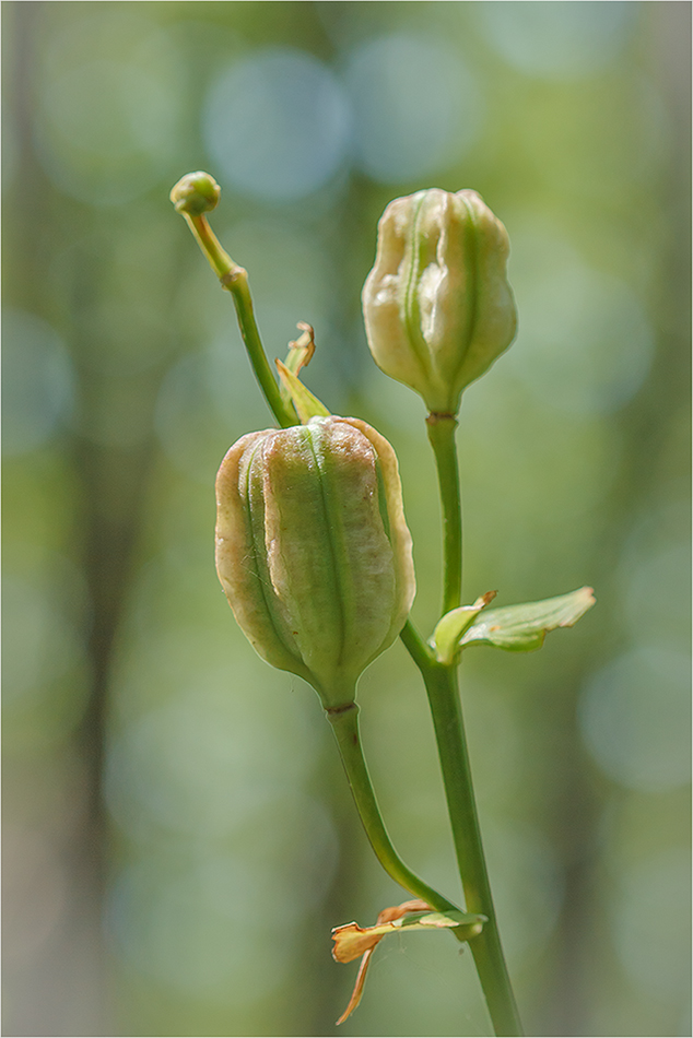 Image of Lilium caucasicum specimen.