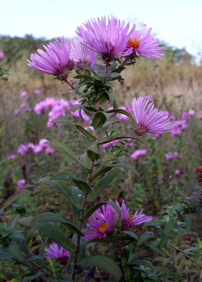 Image of Symphyotrichum novae-angliae specimen.