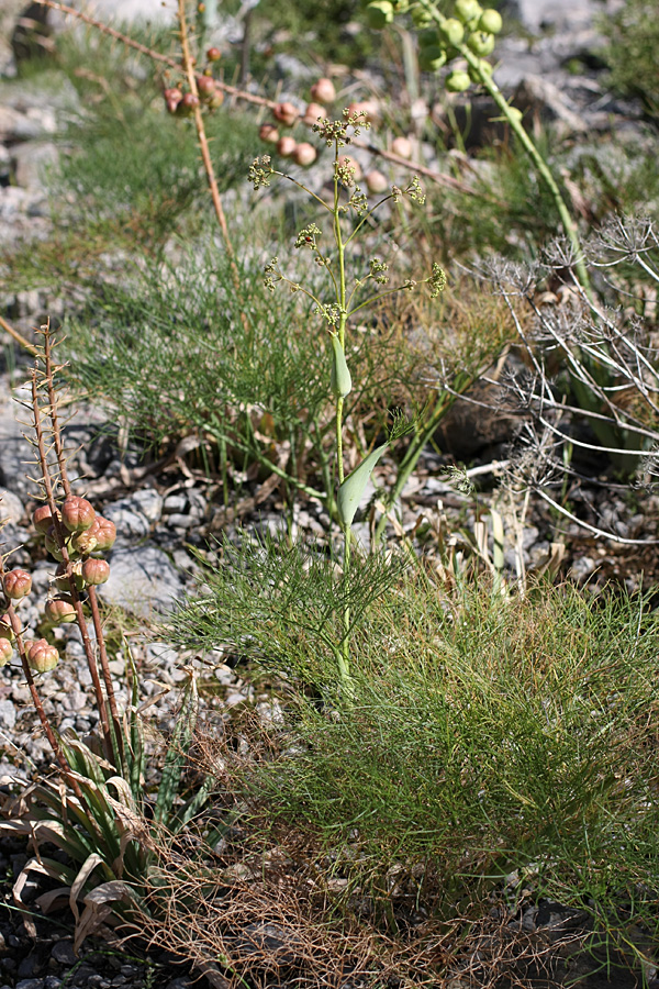 Image of Ferula ugamica specimen.