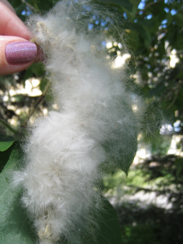 Image of Populus balsamifera specimen.