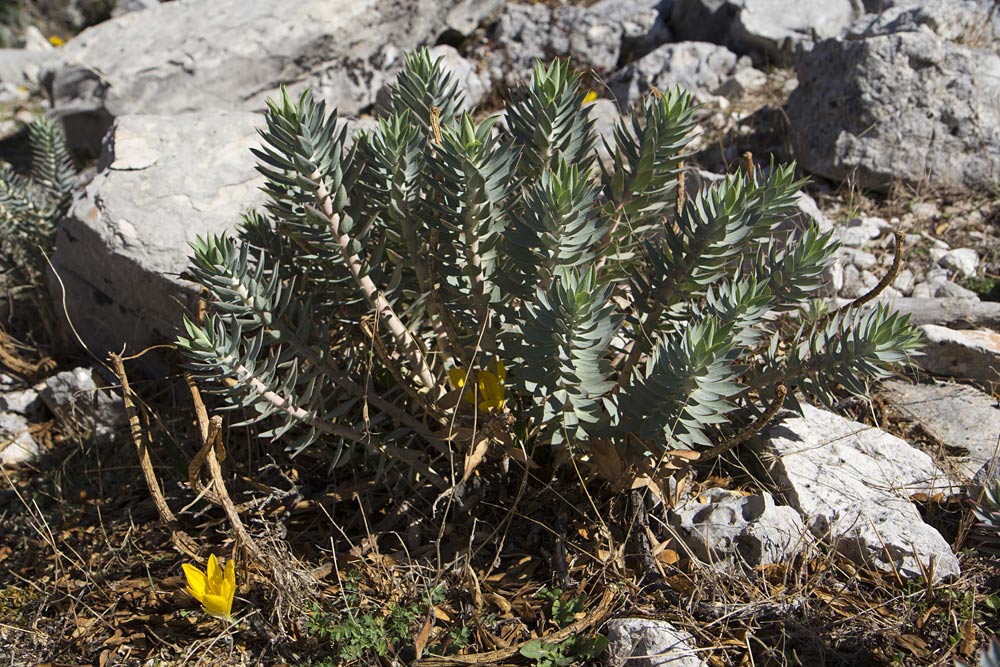 Image of Euphorbia rigida specimen.