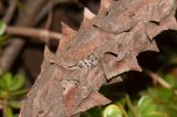 Kalanchoe beharensis. Часть ствола, сбрасывающего старую кору. Израиль, Шарон, г. Герцлия, в культуре. 20.06.2013.