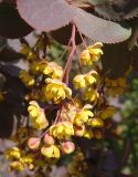 Berberis vulgaris. Соцветие. Украина, г. Запорожье, ниже Малого рынка, возле Прибрежной магистрали, в культуре. 05.05.2013.