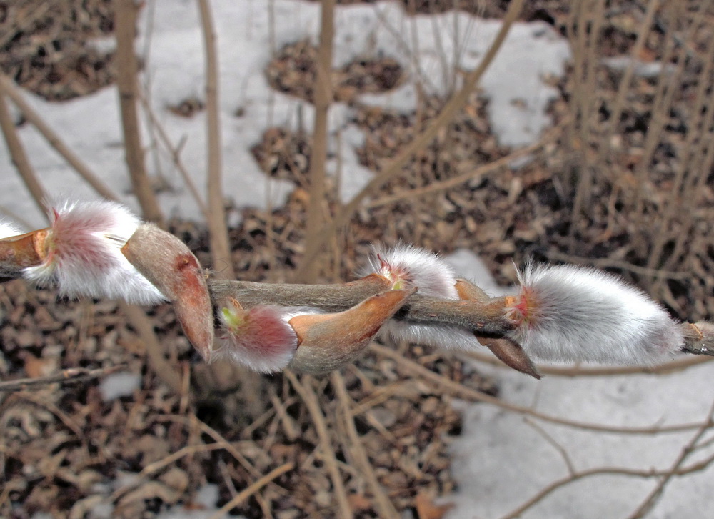 Изображение особи Salix siuzevii.