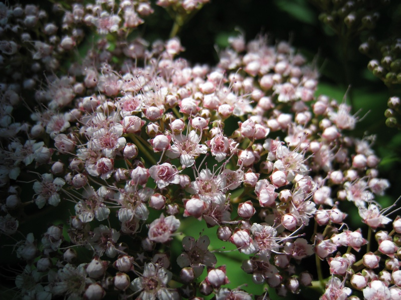 Image of Spiraea japonica specimen.