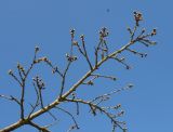 Prunus serrulata. Ветка ('Shirotae'). Германия, г. Дюссельдорф, Ботанический сад университета. 10.03.2014.