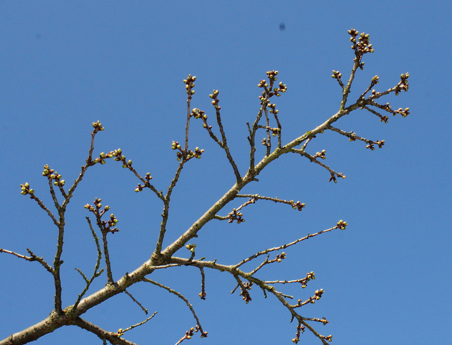 Изображение особи Prunus serrulata.