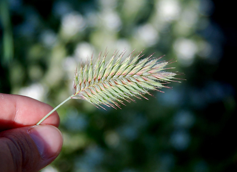 Изображение особи Agropyron distichum.