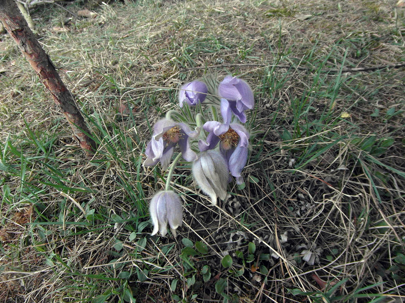 Изображение особи Pulsatilla patens.