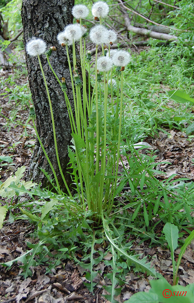 Image of Taraxacum officinale specimen.