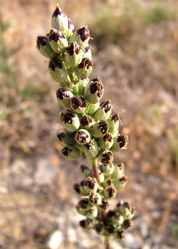 Image of Silene densiflora specimen.