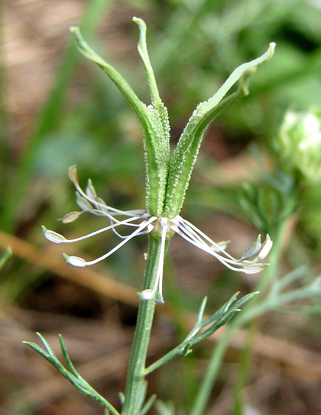 Image of Nigella arvensis specimen.