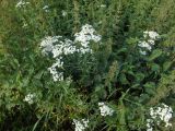 Achillea cartilaginea. Цветущее растение среди зарослей крапивы двудомной. Мурманская обл., Североморский р-н, пгт Росляково. 06.08.2014.