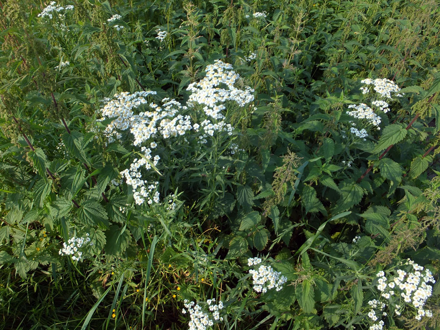 Image of Achillea cartilaginea specimen.