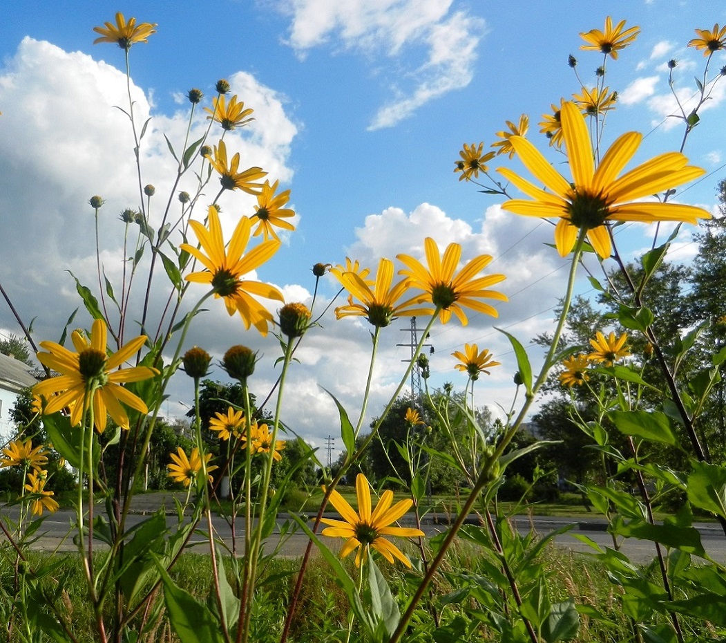 Image of Helianthus tuberosus specimen.