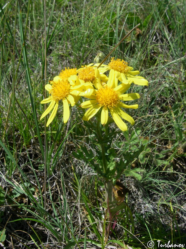 Изображение особи Senecio tauricus.