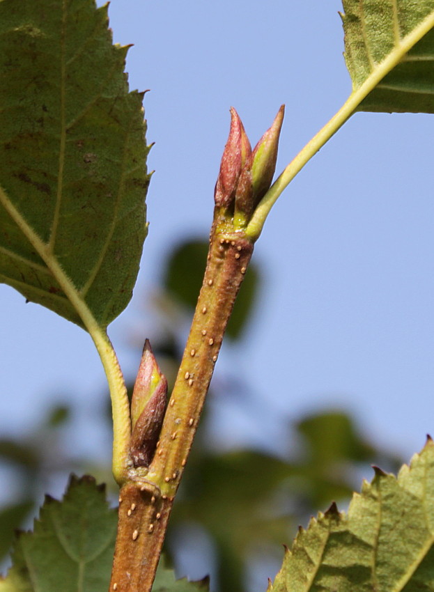 Изображение особи Duschekia alnobetula.