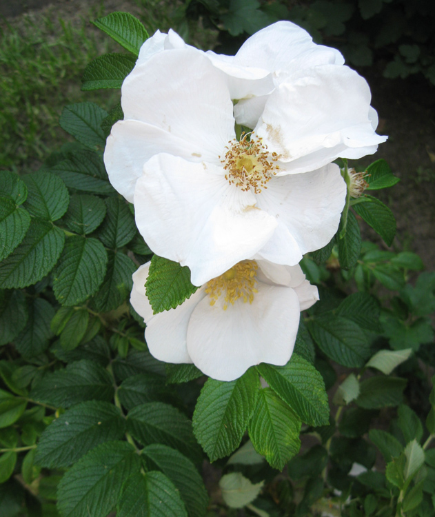 Image of Rosa rugosa specimen.