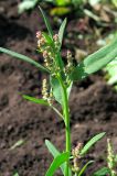 Atriplex patula