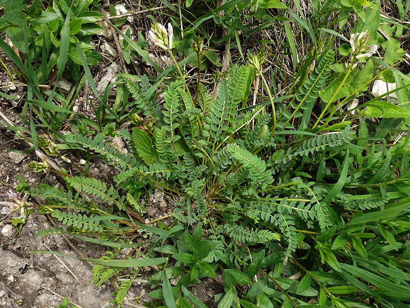 Изображение особи Astragalus demetrii.