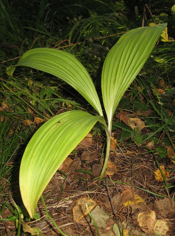 Image of Veratrum nigrum specimen.