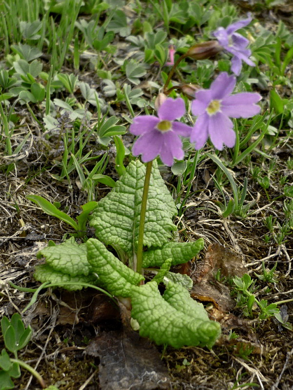 Image of Primula amoena specimen.