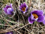 Pulsatilla turczaninovii